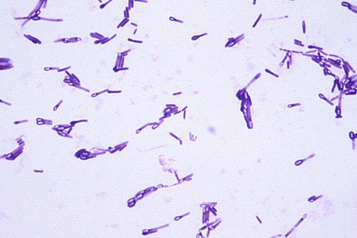 clostridium spore